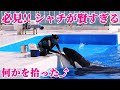 「必見」鴨川シーワールドのシャチが賢すぎてビックリ!! Kamogawa Sea World シャチショー