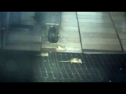 How do Restaurants With Top Health Grades Have Rats Still Scurrying Around?