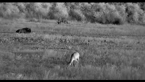 Day 21: Cam changes from daylight to night infrared (IR) #daylighttoir #ircam