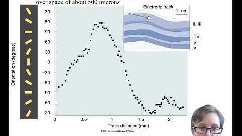 PSC3008 Orientation tuning