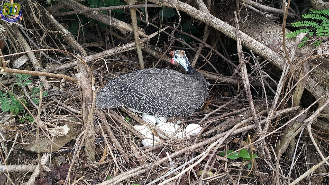 PHEASANT !!! | Primitive Wild Chicken Trap | The Simple Pheasant Trap
