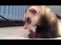 Om nom nom ferret eating his favorite snack