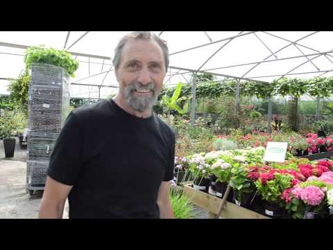 Video: Información de la planta Hot Lips: aprenda sobre el cultivo de plantas Hot Lips