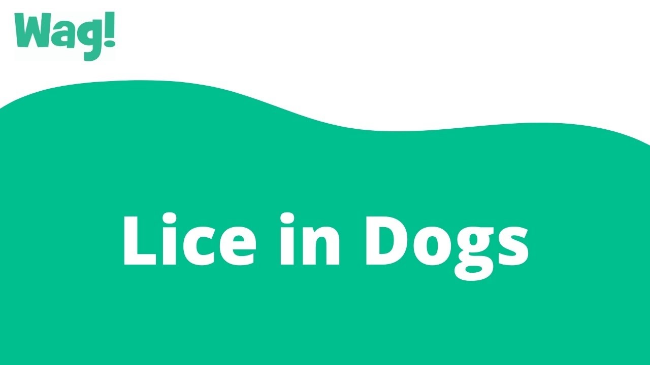 how long can dog lice survive without a host