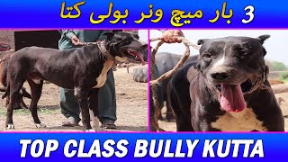 Top Class 3 Time Champion Bully (kutta) Dog || Top Class Bloodline Bully Kutta || Pet Guru