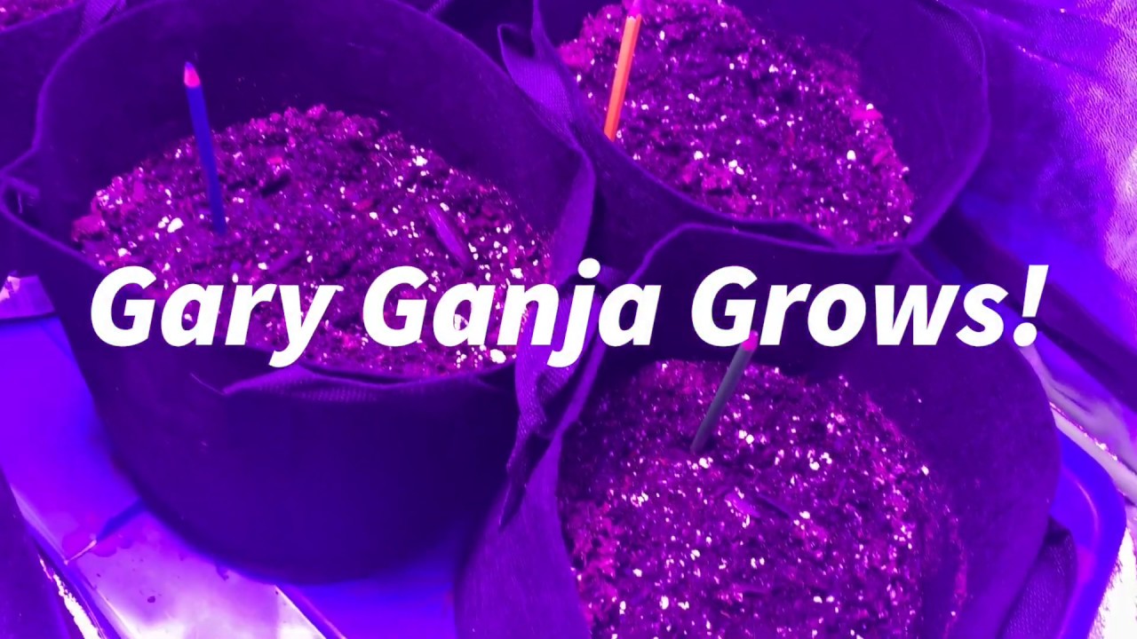 Covid-19 forced me to grow my own! 