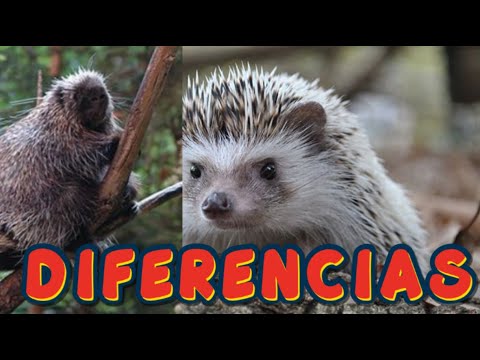 DIFERENCIAS ENTRE EL ERIZO Y EL PUERCOESPÍN - YouTube