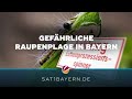 Raupenplage in Bayern: Eichenprozessionsspinner breitet sich aus