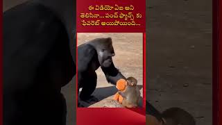 #punch #punchthemonkey #punchtoy #abondedmonkey #sadmonkey #gorilla #babymonkey #monkeylove #monkey