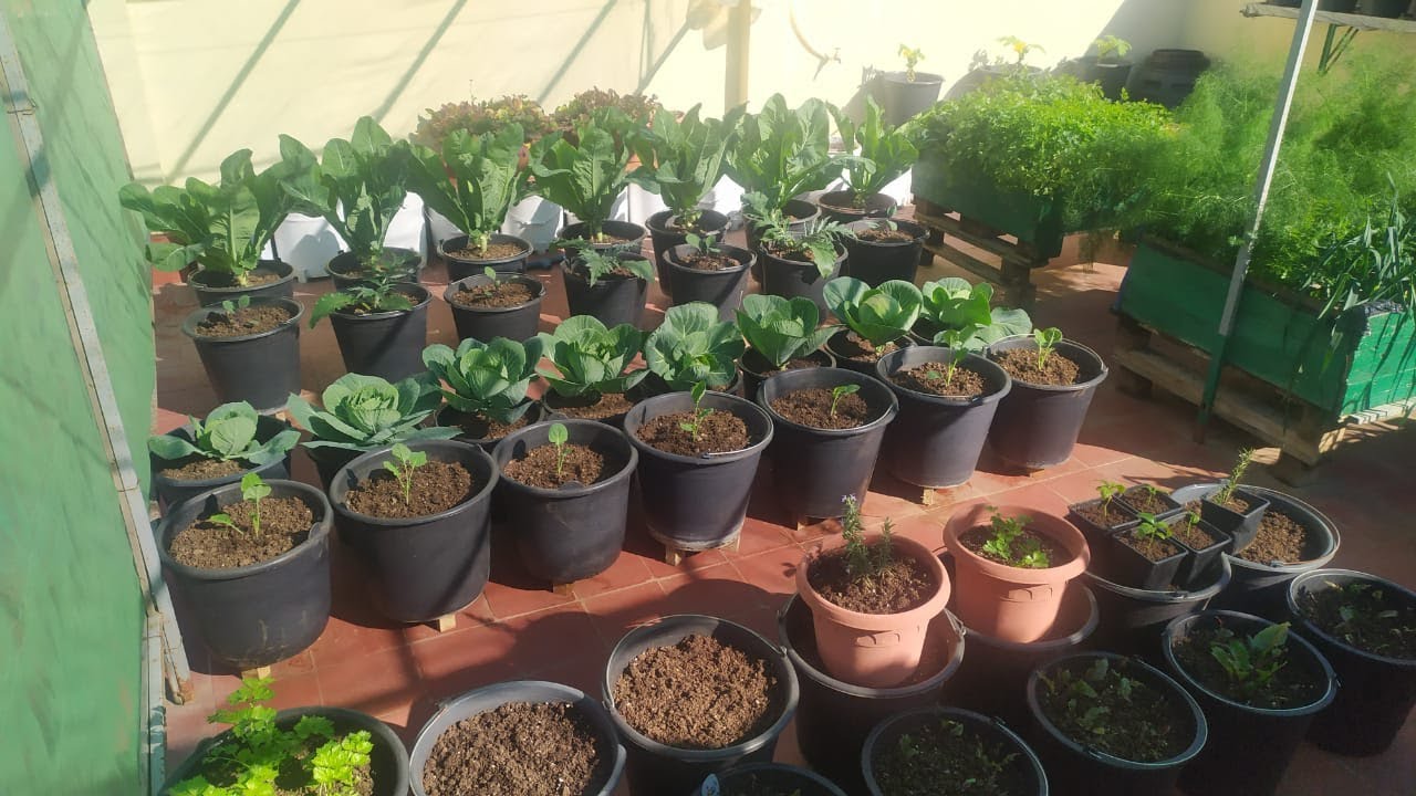 جولة في حديقتي على السطح يناير 2021