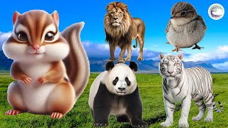 Love Life: Squirrel, Lion, Bird, Tiger, Panda  Animal Sound