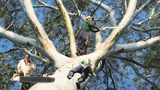 Cưa cây Eucalyptus siêu khủng siêu nhánh to / Sawing a giant Eucalyptus tree with big branches |P137