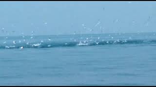 Crazy Tuna Fish Action