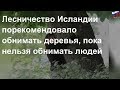 Лесничество Исландии порекомендовало обнимать деревья, пока нельзя обнимать людей