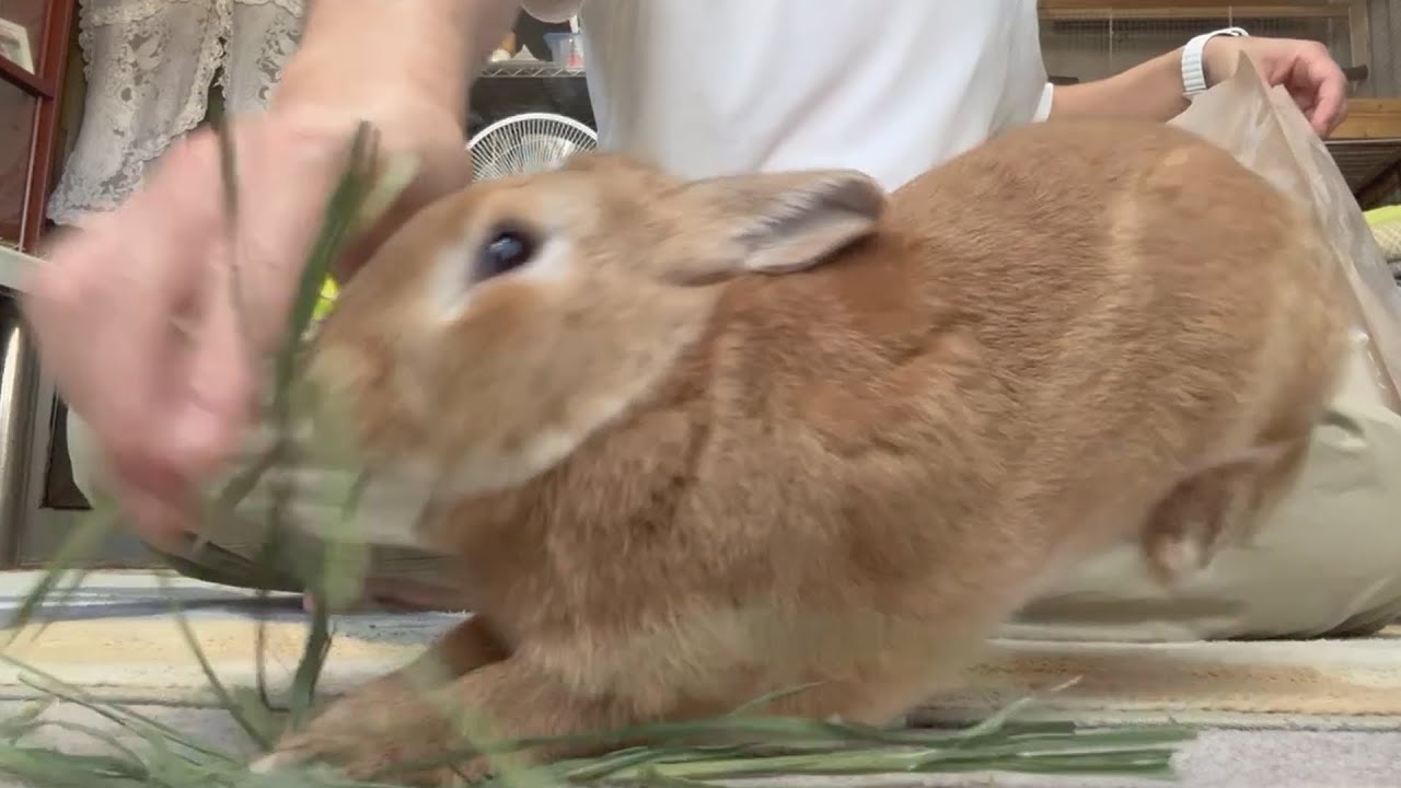 うさぎ　冬弥26個 木彫り まねきうさぎ 卯仏2302 | iichi 日々の暮らしを心地よくする