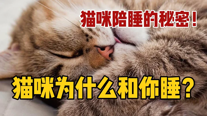 猫咪喜欢和你睡的5个原因！看看准不？ - 天天要闻