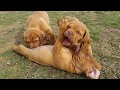 Bordeaux Mastiff Puppies Cuteness!! の動画、YouTube動画。