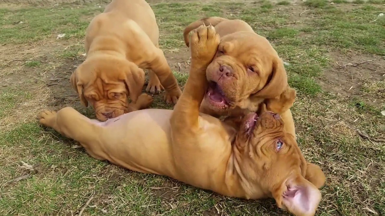 Dogue de Bordeaux - French Mastiff Weimaraner Mix | Shop for your Cause | Shop for Cause