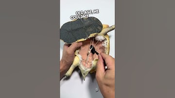 Hij wil zijn schildpad voor altijd houden 🐢