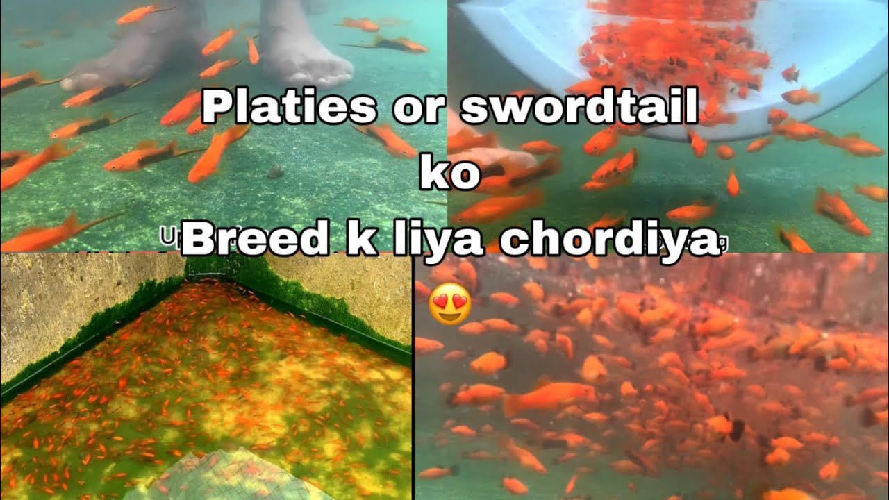 How to breed Swordtails and Platies | transferring swordtals and platies to their new pond for breed