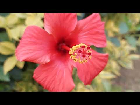 رحله إلى حديقة عفلة بالقناطر الخيريه