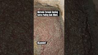 Metode Ternak Cacing Sutra Paling Mudah! #bettafish #casut #tubifex #cacingsutra