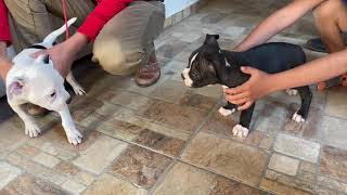 Dos Cachorros Pitbull Hembra Y Macho De Dos Meses