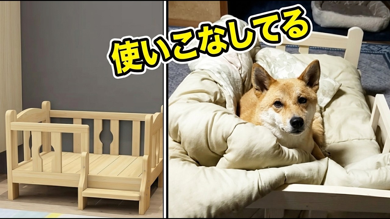 I put together a dog bed, and by the next morning, he was already