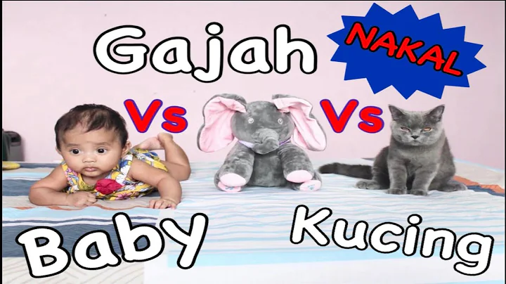 Watch the video about KUCING LINDUNGI BAYI DARI PATUNG GAJAH / BONEKA GAJAH (REX BRITISH SHORTHAIR)