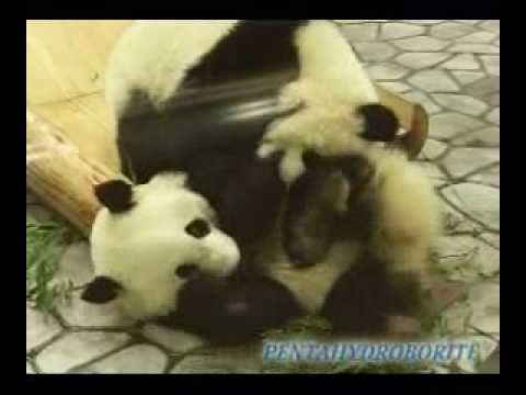 Twins Panda on the slide  双子のパンダ　アドベンチャーワールド