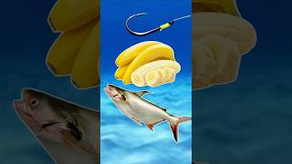 Cara Pasang Umpan Mancing Ikan Patin