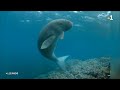 Cop 15 biodiversit les dugongs de nouvellecaldonie menacs dextinction nc 1re  13 dc 2022