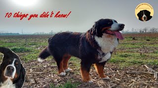 10 THINGS YOU DIDN'T KNOW about BERNESE MOUNTAIN DOGS