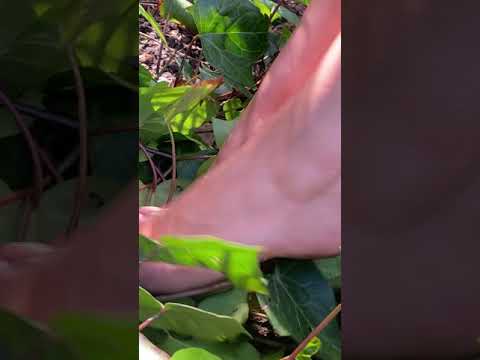 Just Playing Outside | ASMR Friendly | Bella Feet #shorts