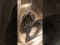 hisssss