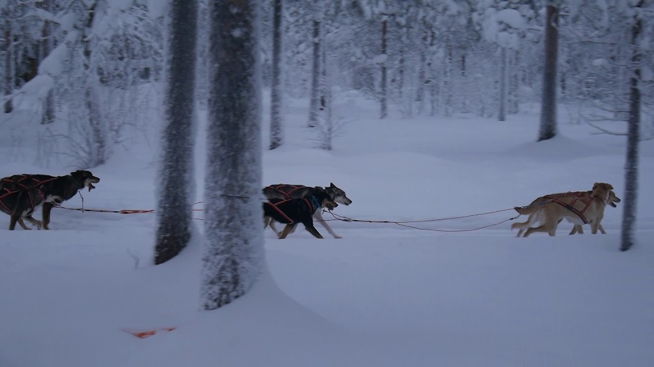 Bearhill Husky dog sleds at Santa Claus Village