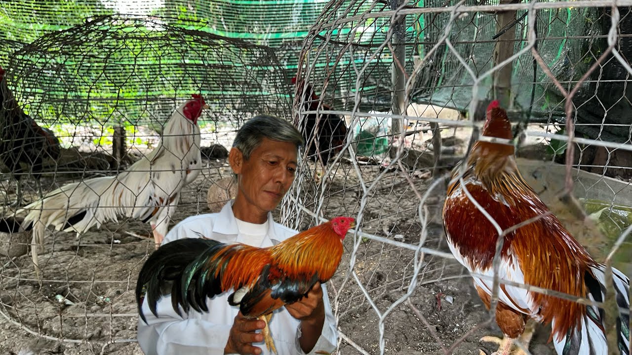 Bão Vô Tới Rồi Thanh Lý Nhanh Lẹ Mấy Em Gà Này Kẻo Mất Hết 