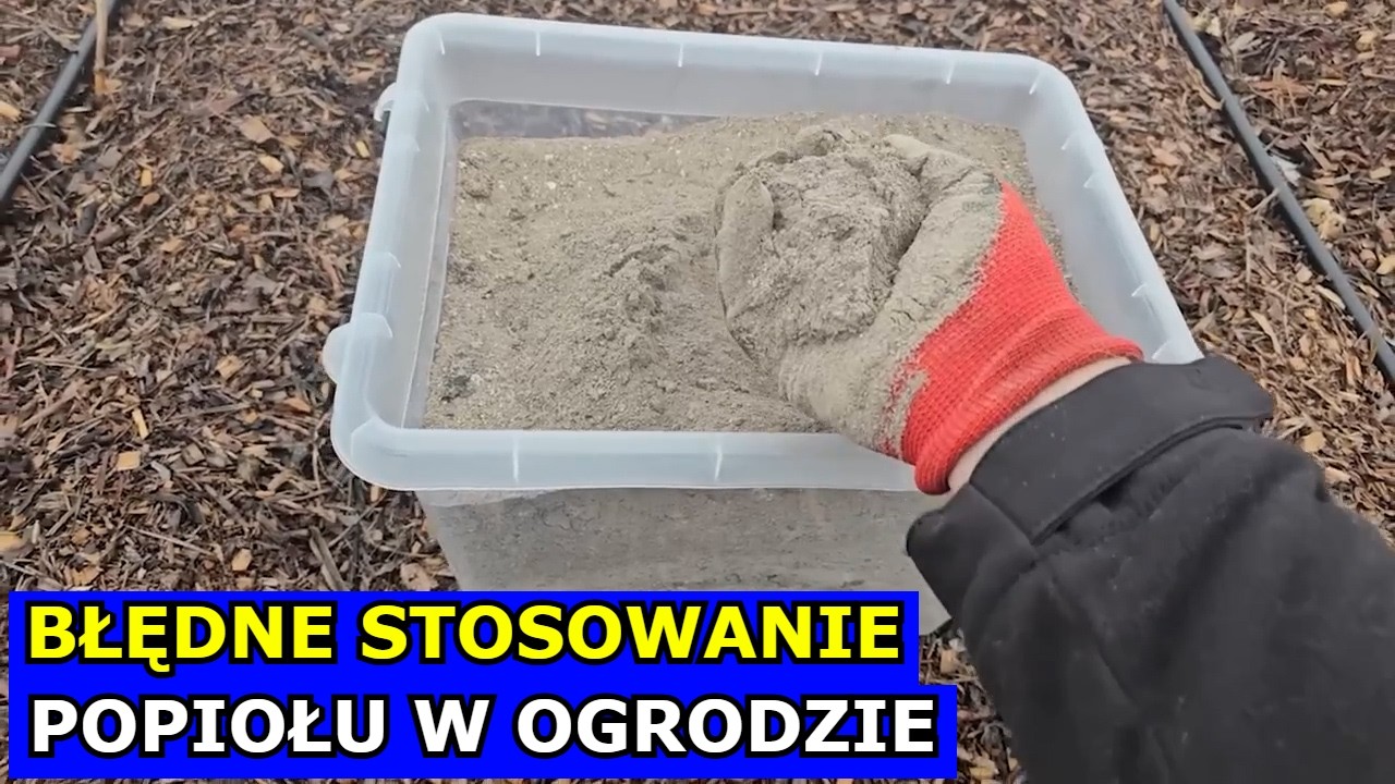 Błędne Stosowanie Popiołu w Ogrodzie. Jak i Kiedy Stosować Popiół. Jaki Wybrać. Co Nawozić Popiołem.
