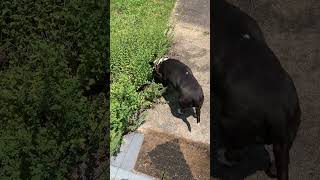 Bull Terrier Vs. Steps, Part Ii