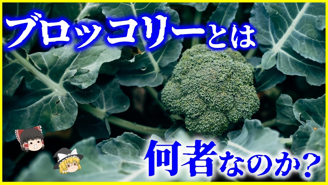 【ゆっくり解説】葉ではなく●●!?「ブロッコリー」とは何者なのか？を解説/カリフラワーとの違いは…子どもが嫌うのは遺伝子のせい？