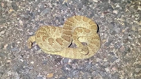 Roadcruising SW Utah: Mojave Rattlesnakes, Gopher Snakes, and more!