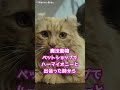 【超有能】クルックシャンクスの正体🐱【ハリーポッター】