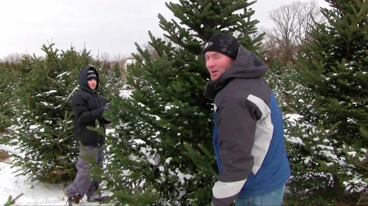 Cutting Our Own Christmas Tree - Rum River Tree Farm - Oak Grove, MN