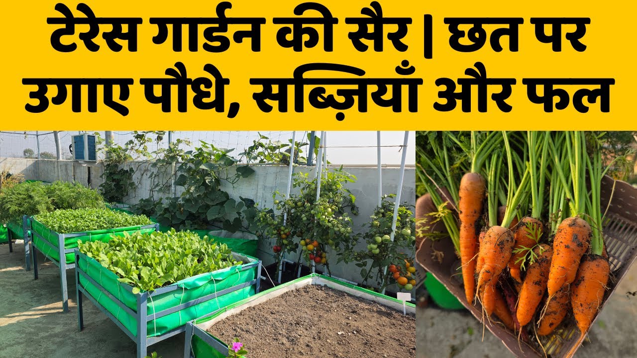टेरेस गार्डन की सैर | छत पर उगाए पौधे, सब्ज़ियाँ और फल | Terrace Garden Tour Video In India In Hindi