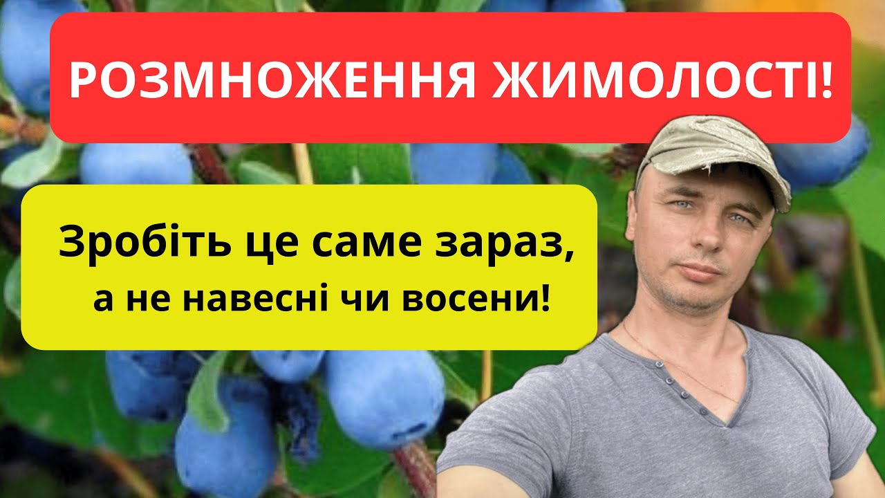 Як розмножити жимолость живцями — без хімії! Медовий спосіб 100% приживлення!