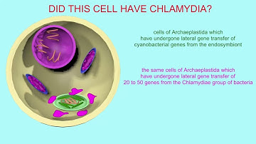 EUKARYOGENESIS the origin of eukaryotes Part 6 chloroplasts