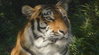 Tierpark Hellabrunn München 5 of 5 - Highlights Tiger Giraffen Erdmännchen