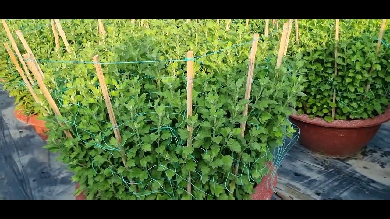 Cúc đại đóa tết 2026(2/11âl) bông se nụ#ToanNguyen