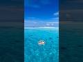 ما سر اللون الأزرق في مياه البحر Shorts
