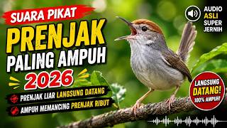 Suara Pikat Prenjak Paling Ampuh 2026 | Prenjak Liar Langsung Datang | Audio Asli Super Jernih